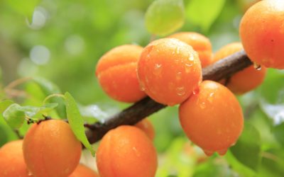 Fruits d’été farcis aux noix