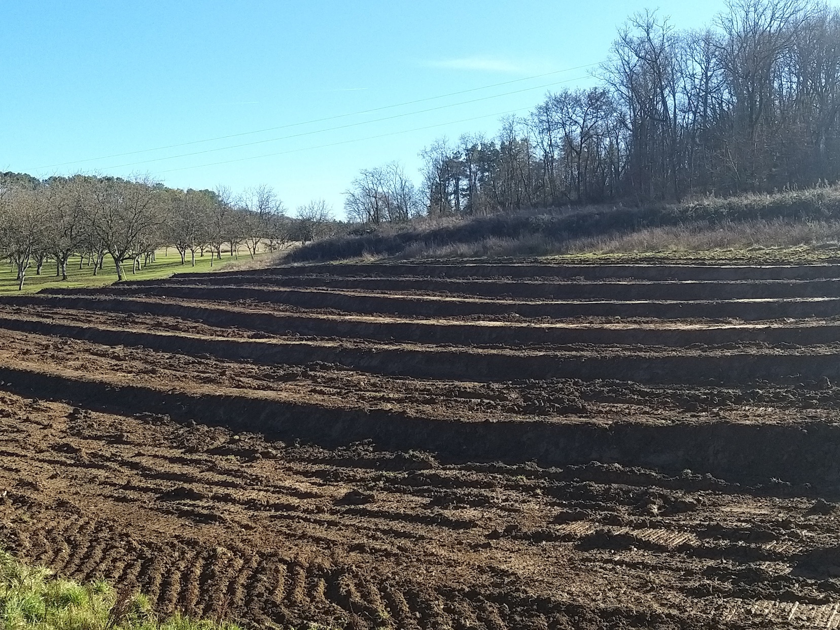 plantation variété Chandler