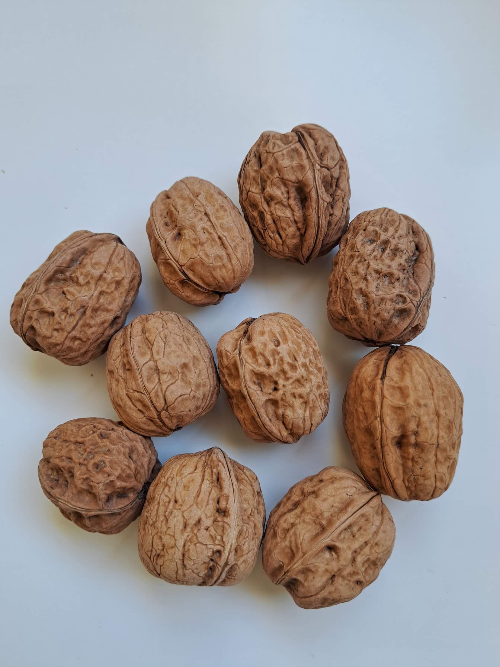 noix-fernor Noix variété Fernor