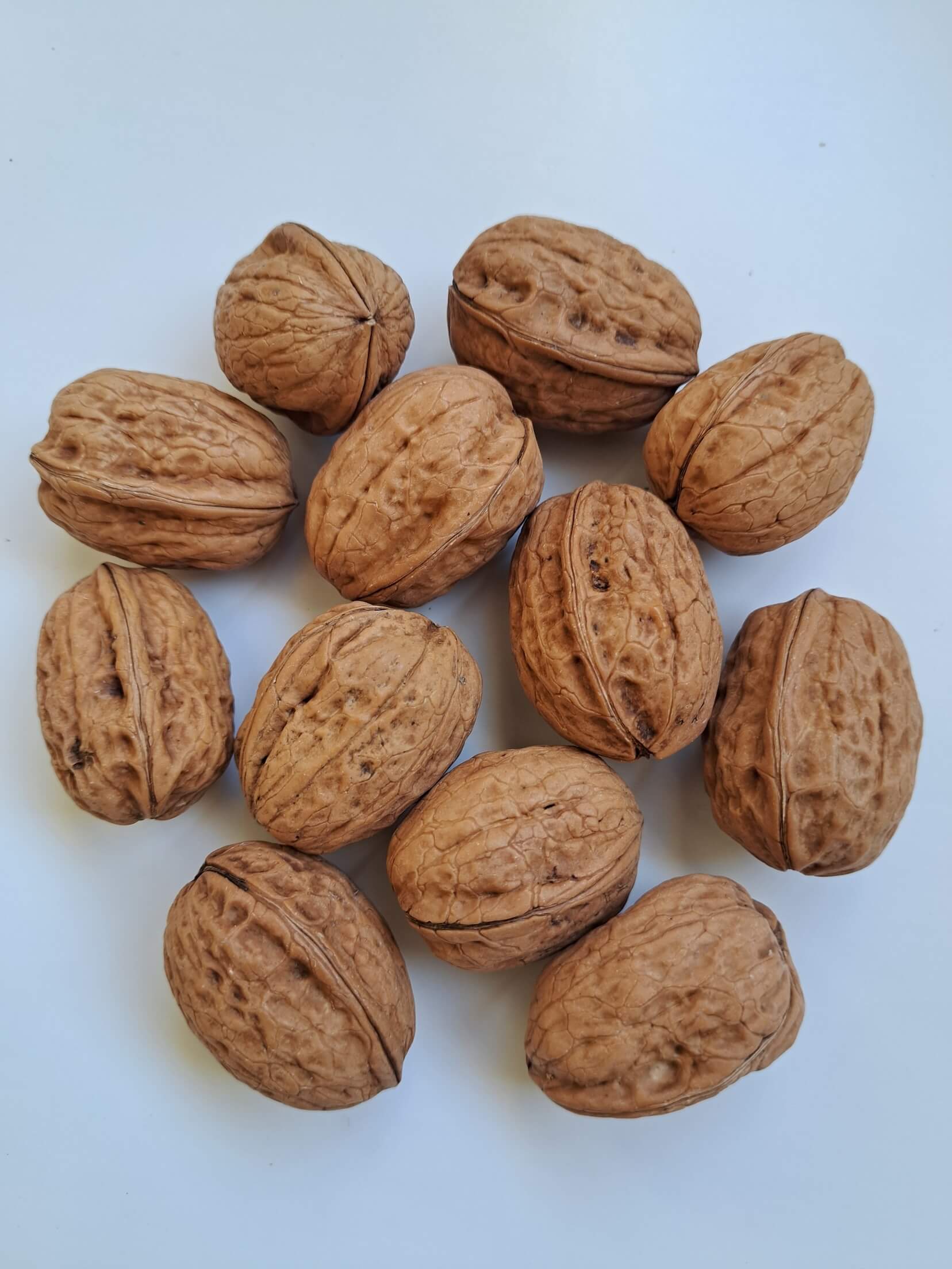 noix-franquette Noix variété Franquette