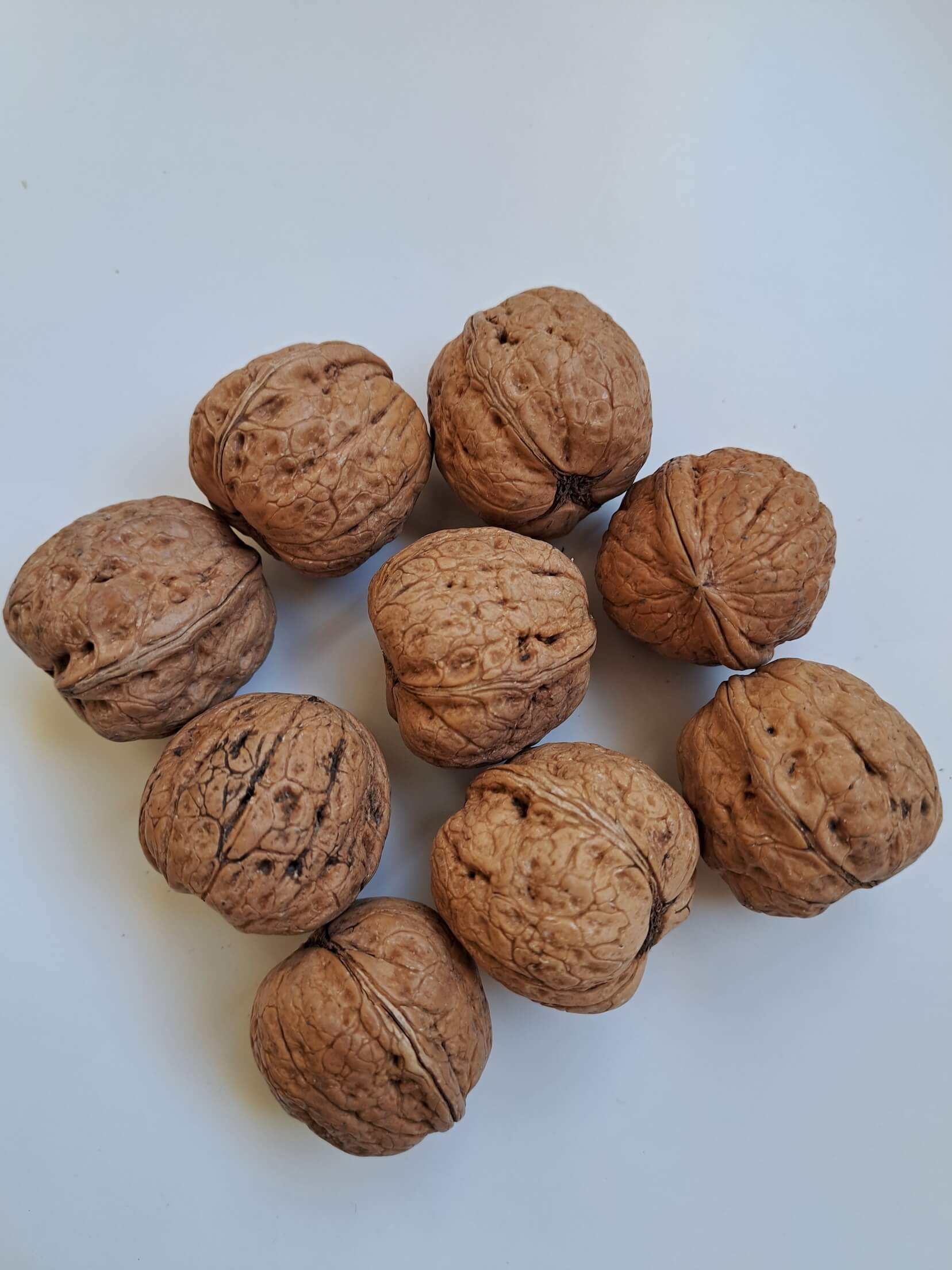 variété-noix-lara Variété Lara
