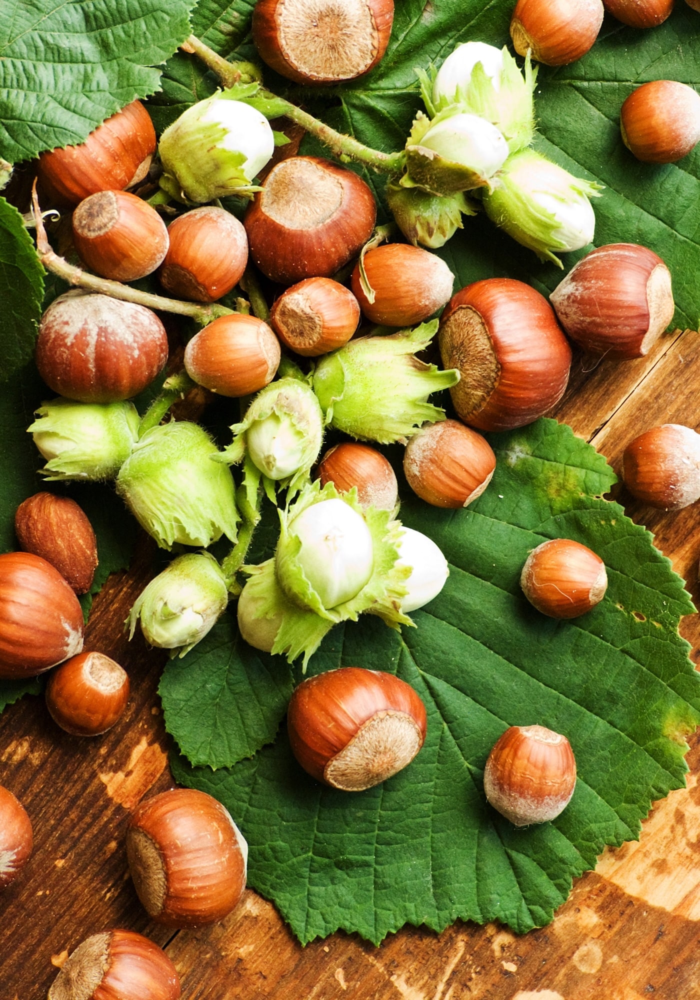 nucilculteur-noisette